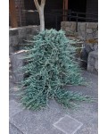 Можжевельник горизонтальный Вилтони (штамб) | Ялівець горизонтальний Вілтоні (штамб) | Juniperus horizontalis Wiltonii (shtamb)